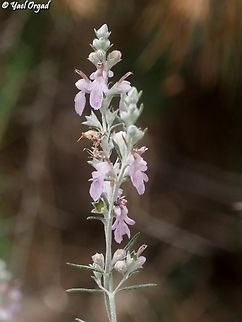Teucrium creticum  Geotagged,Israel,Spring,Teucrium creticum