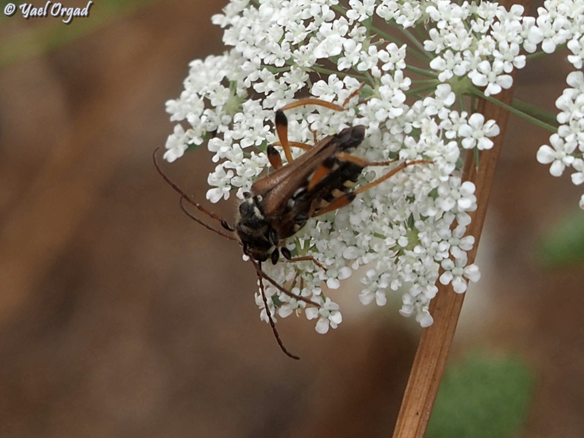 making the next generation on a carrot flower Stenopterus rufus ssp. syriacus Geotagged,Israel,Spring,Stenopterus rufus