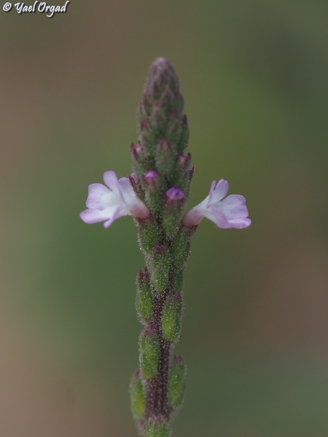 Verbena officinalis  Common Vervain,Geotagged,Israel,Spring,Verbena officinalis