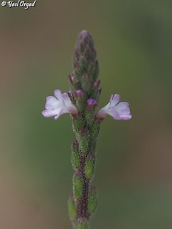 Verbena officinalis  Common Vervain,Geotagged,Israel,Spring,Verbena officinalis