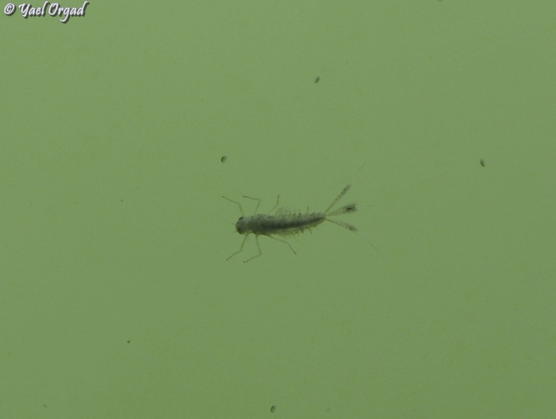 Mayfly - Ephemeroptera an insect that spends most of its life in the water, as a nymph (sometimes called Nayad, as they are aquatic). this is the nymph stage,  I have no idea what is the species, the genus or even the family - only the order, Ephemeroptera.  Ephemeroptera,Geotagged,Israel,Spring