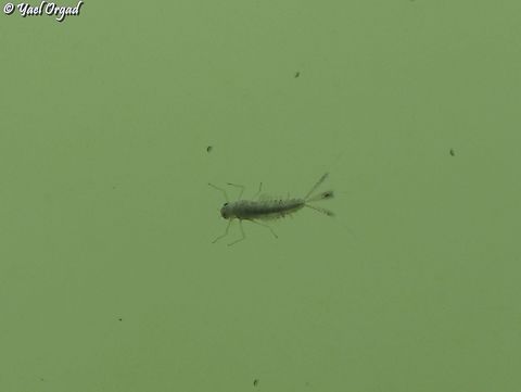 Mayfly - Ephemeroptera an insect that spends most of its life in the water, as a nymph (sometimes called Nayad, as they are aquatic). this is the nymph stage,  I have no idea what is the species, the genus or even the family - only the order, Ephemeroptera.  Ephemeroptera,Geotagged,Israel,Spring