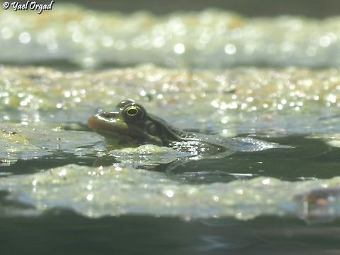 pelophylax bedriagae  Geotagged,Israel,Levant Water Frog,Pelophylax bedriagae,Spring