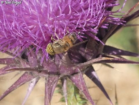Eristalinus taeniops  Band-eyed Drone Fly,Eristalinus taeniops,Geotagged,Israel,Spring