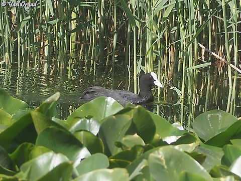 Fulica atra  Eurasian coot,Fulica atra,Geotagged,Israel,Spring