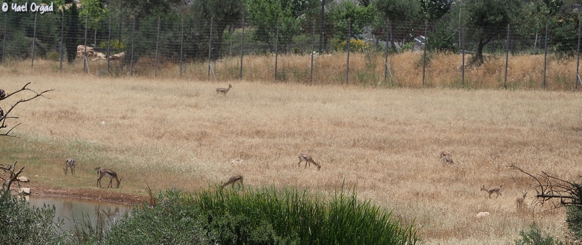 How many Gazelles can you spot in this picture? Correcting myself: I counted 9. (one rock confused me) <br />
Gazella gazella in the &quot;Valley of the Gazelles&quot; protected area in Jerusalem.  Gazella gazella,Geotagged,Israel,Mountain gazelle,Spring