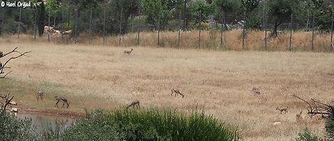 How many Gazelles can you spot in this picture? Correcting myself: I counted 9. (one rock confused me) 
Gazella gazella in the "Valley of the Gazelles" protected area in Jerusalem.  Gazella gazella,Geotagged,Israel,Mountain gazelle,Spring