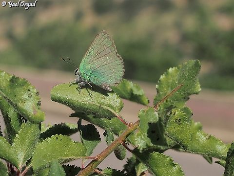 Callophrys herculeana  Callophrys herculeana,Geotagged,Spring