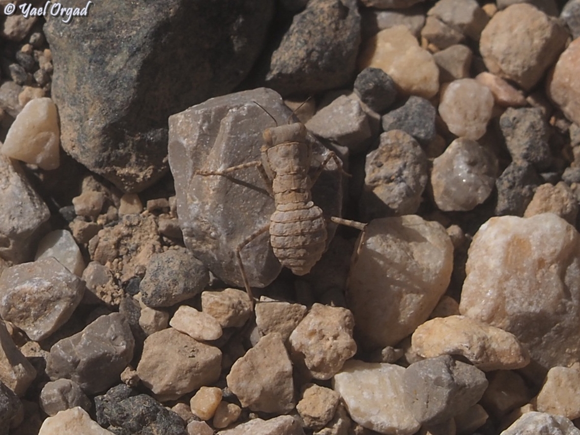 Eremiaphila genei  Eremiaphila genei