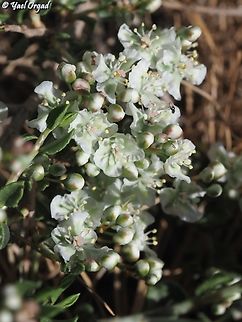 Atraphaxis billardierei  Atraphaxis billardierei,Geotagged,Spring