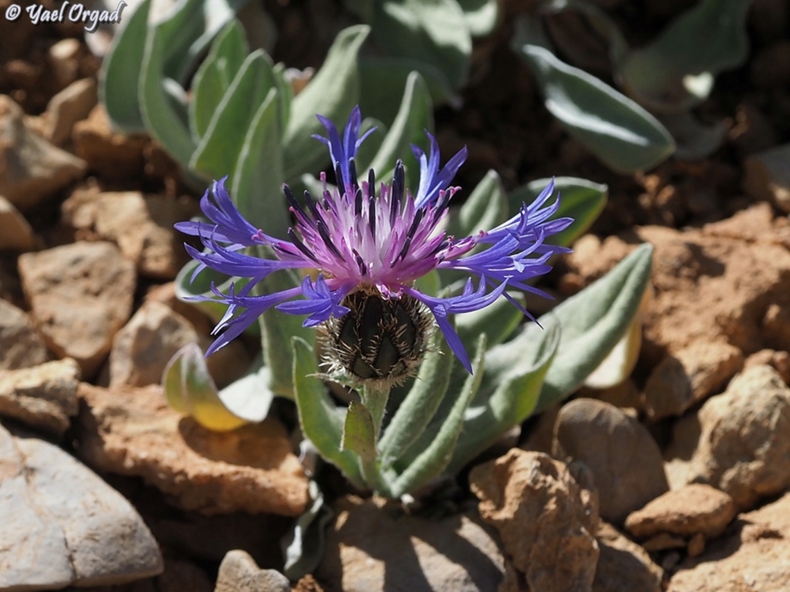Centaurea triumfettii  Centaurea triumfettii,Geotagged,Spring