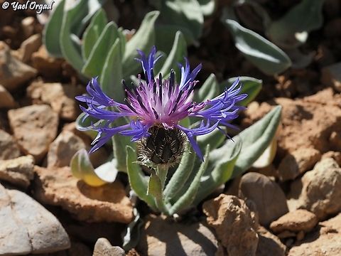 Centaurea triumfettii  Centaurea triumfettii,Geotagged,Spring