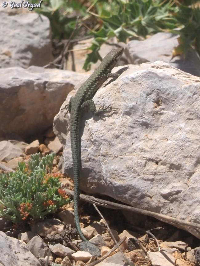 Phoenicolacerta kulzeri  Phoenicolacerta kulzeri