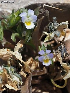 Viola modesta  Geotagged,Spring,Viola modesta