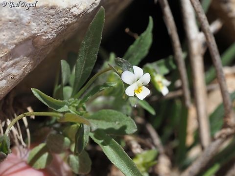 Viola modesta  Geotagged,Spring,Viola modesta