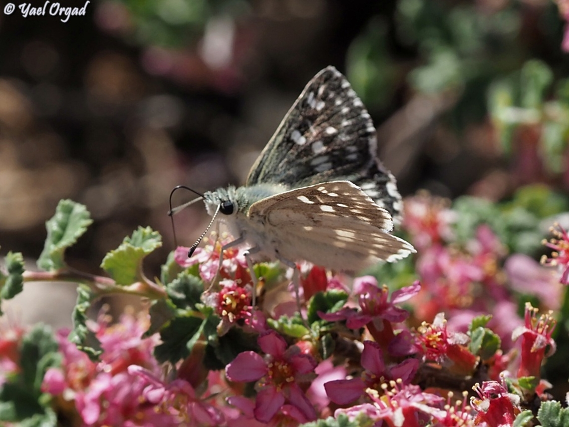 Muschampia tessellum ssp. nomas On Prunus prostrata Muschampia tessellum,Tesselated Skipper