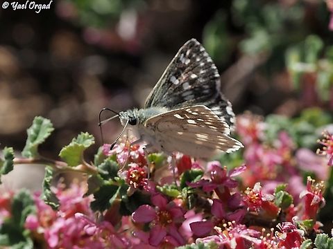 Muschampia tessellum ssp. nomas On Prunus prostrata Muschampia tessellum,Tesselated Skipper