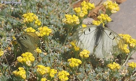 Parnassius mnemosyne on the right is the female. on the left - a male. every couple of minutes, the male tried to "get it on" with the female - flying over to her side - but every time she rejected him, and he went back to his side...  Clouded Apollo,Geotagged,Parnassius mnemosyne,Spring