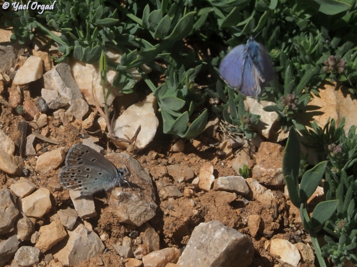 Kretania nichollae  Kretania nichollae,Nicholl's Zephyr Blue