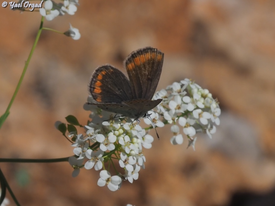 Kretania nichollae - female  Geotagged,Kretania nichollae,Nicholl's Zephyr Blue,Spring