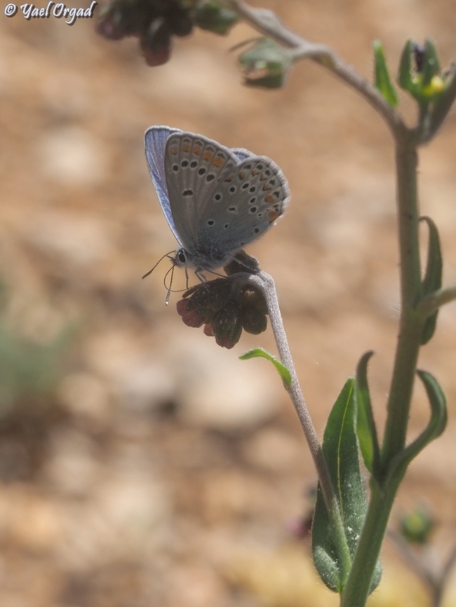 Kretania nichollae - male  Geotagged,Kretania nichollae,Nicholl's Zephyr Blue,Spring