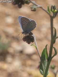 Kretania nichollae - male  Geotagged,Kretania nichollae,Nicholl's Zephyr Blue,Spring