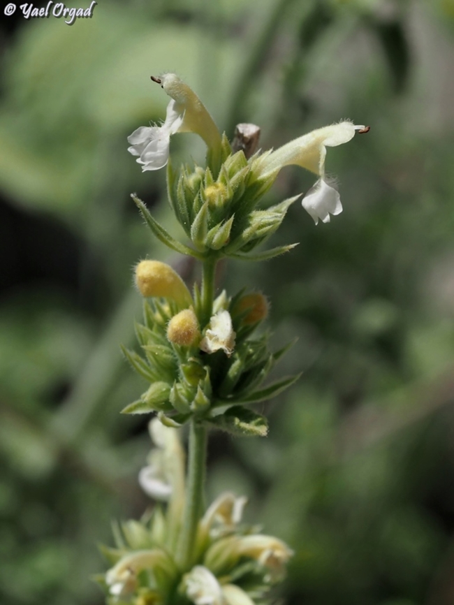 Nepeta italica  Nepeta italica