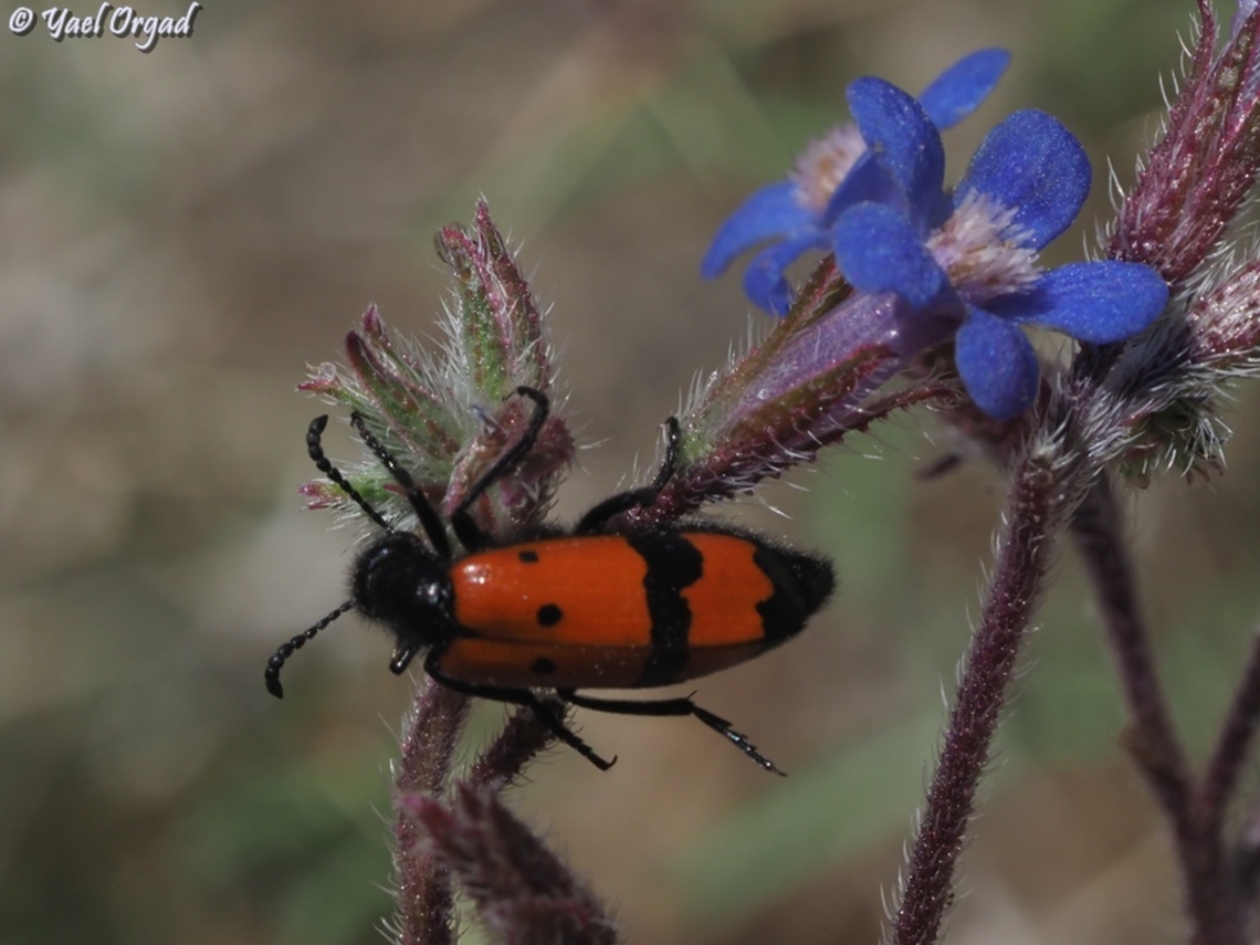 Mylabris quadripunctata on Anchusa azurea  Mylabris quadripunctata