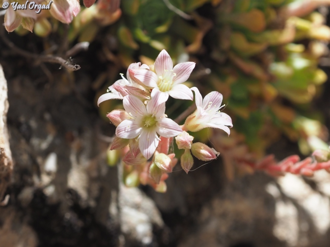 Rosularia libanotica  Geotagged,Lebanon Navelwort,Rosularia libanotica,Spring
