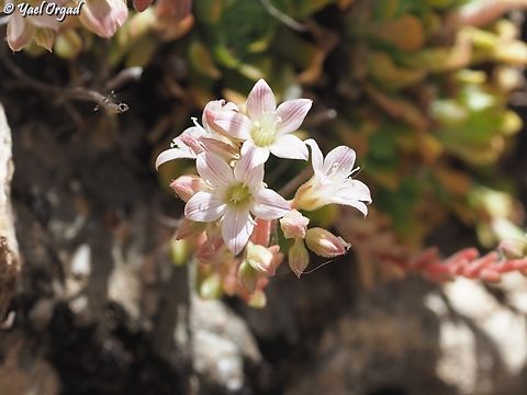 Rosularia libanotica  Geotagged,Lebanon Navelwort,Rosularia libanotica,Spring