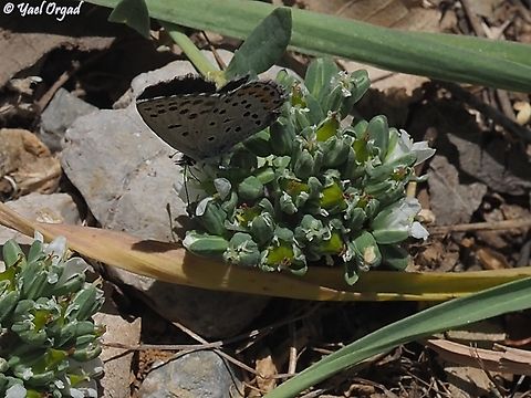 Pseudophilotes vicrama on Telephium imperati  Eastern Baton Blue,Geotagged,Pseudophilotes vicrama,Spring,Telephium imperati