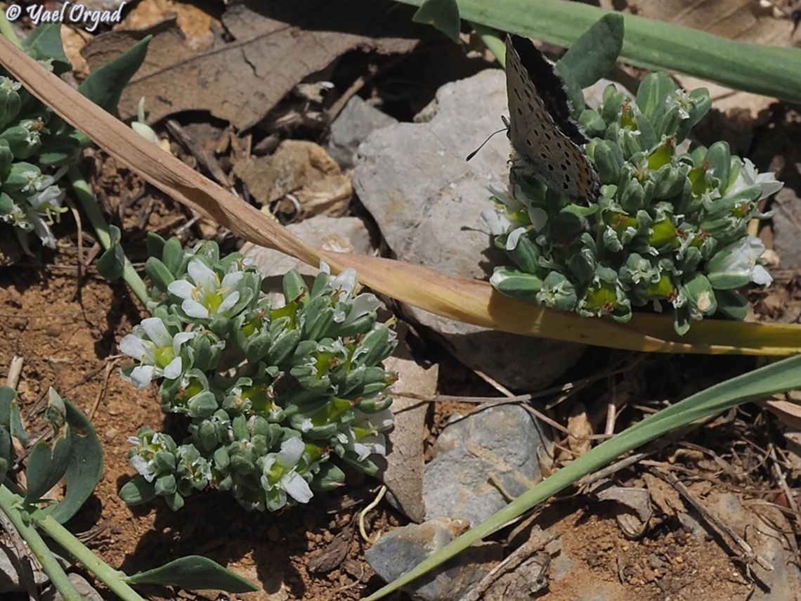 Pseudophilotes vicrama on Telephium imperati  Pseudophilotes vicrama,Telephium imperati