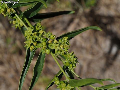 Vincetoxicum dionysiense  Vincetoxicum dionysiense