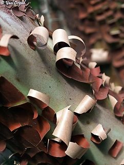 Gotta love those curls! Arbutus andrachne shedding last year's bark.  Arbutus andrachne,Cyprus Strawberry Tree,Geotagged,Israel,Spring