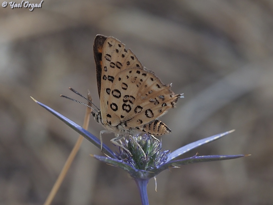 Apharitis cilissa  Cigaritis cilissa,Geotagged,Israel,Spring