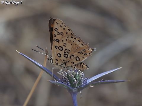 Apharitis cilissa  Cigaritis cilissa,Geotagged,Israel,Spring