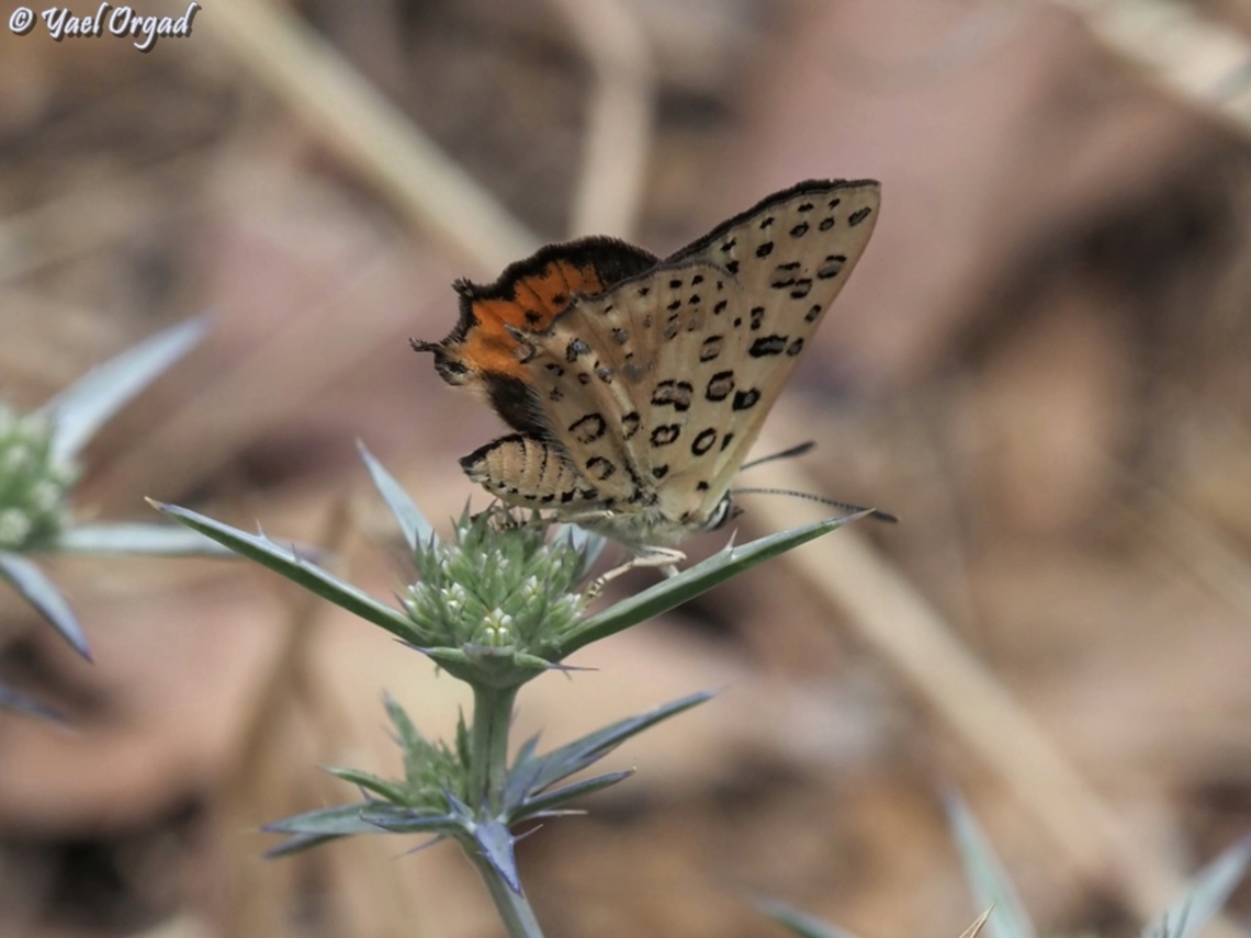 Apharitis cilissa  Cigaritis cilissa,Geotagged,Israel,Spring