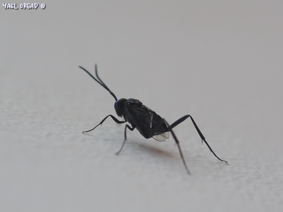 Evania appendigaster  Blue-eyed Ensign Wasp,Evania appendigaster,Geotagged,Israel,Summer