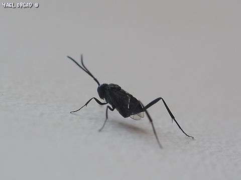 Evania appendigaster  Blue-eyed Ensign Wasp,Evania appendigaster,Geotagged,Israel,Summer