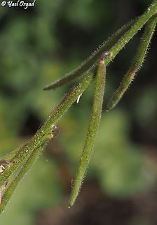Hesperis pendula - fruit  Geotagged,Hesperis pendula,Israel,Spring
