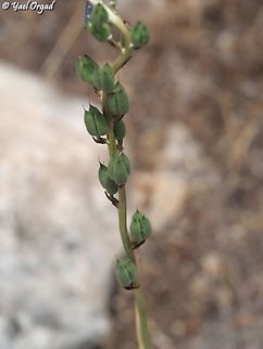 Delphinium ithaburense - fruit  Delphinium ithaburense,Geotagged,Israel,Mount Tabor Larkspur,Spring