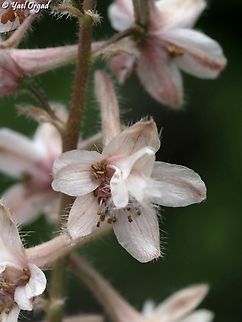 Delphinium ithaburense  Delphinium ithaburense,Geotagged,Israel,Mount Tabor Larkspur,Spring