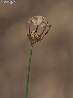 Garidella unguicularis  Garidella unguicularis,Geotagged,Israel,Spring