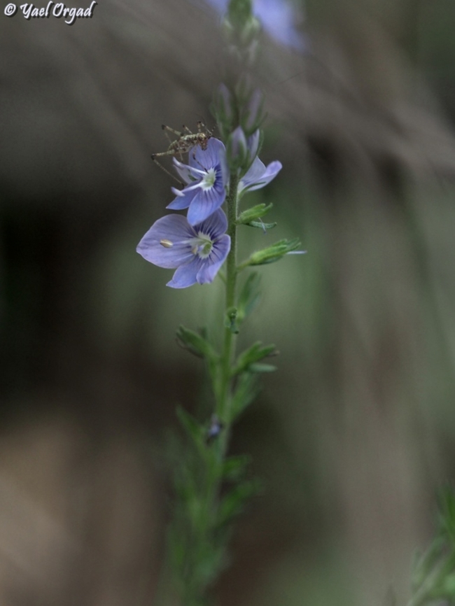 Veronica leiocarpa  Geotagged,Israel,Spring,Veronica leiocarpa