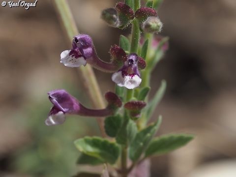 Scutellaria brevibracteata  Geotagged,Israel,Scutellaria brevibracteata,Spring