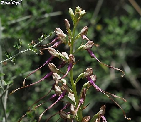 Himantoglossum caprinum  Galilee Lizard Orchid,Geotagged,Himantoglossum caprinum,Israel,Spring