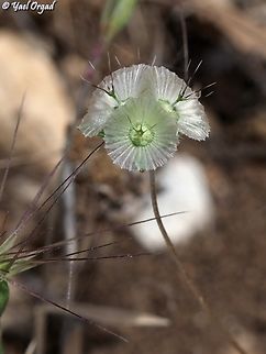 Lomelosia palaestina - fruit  Geotagged,Israel,Lomelosia palaestina,Spring