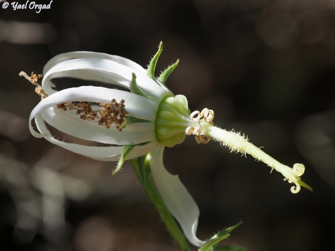 Michauxia campanuloides  Geotagged,Israel,Michauxia campanuloides,Rough-leaved Michauxia,Spring