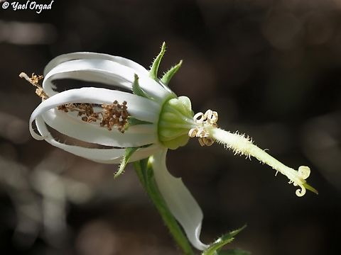 Michauxia campanuloides  Geotagged,Israel,Michauxia campanuloides,Rough-leaved Michauxia,Spring
