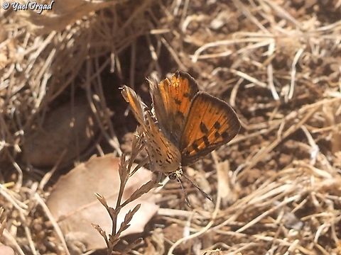 Apharitis cilissa Most of my pictures of this rare butterfly are with closed wings. this time I managed to capture it with open wings! hurray! Cigaritis cilissa,Geotagged,Israel,Spring